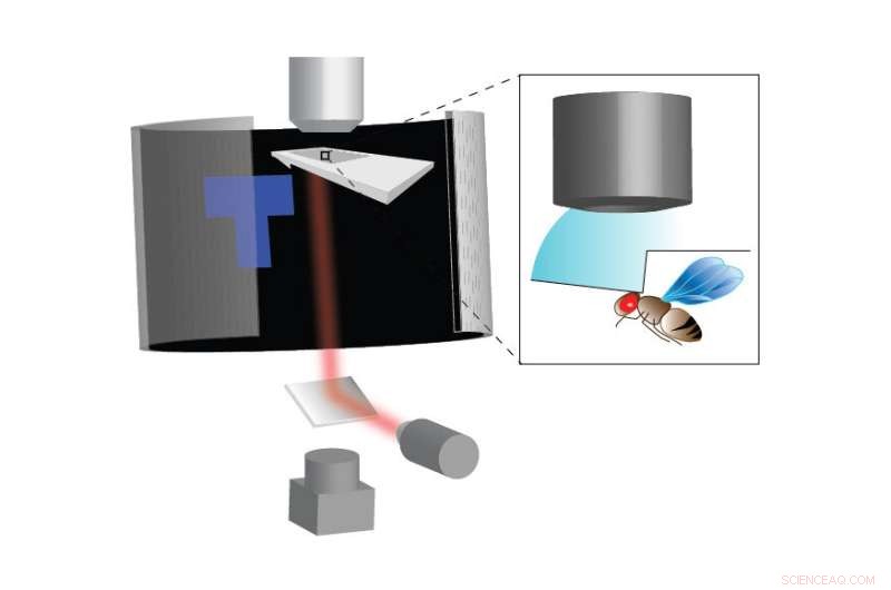 Fruit Flies: Surprisingly Complex Cognitive Abilities Revealed