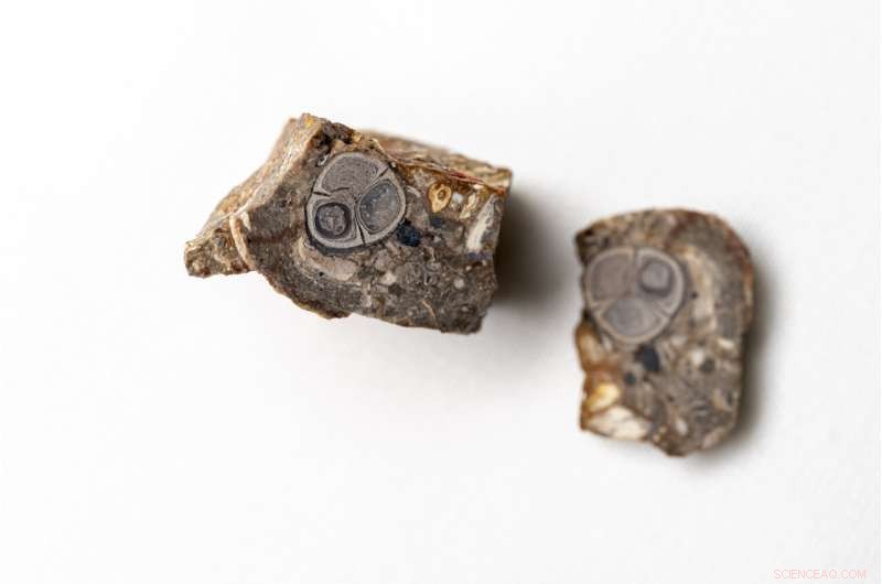 Fossilized Fruit from India s Deccan Traps Offers Clues to Dinosaur-Era Ecosystems