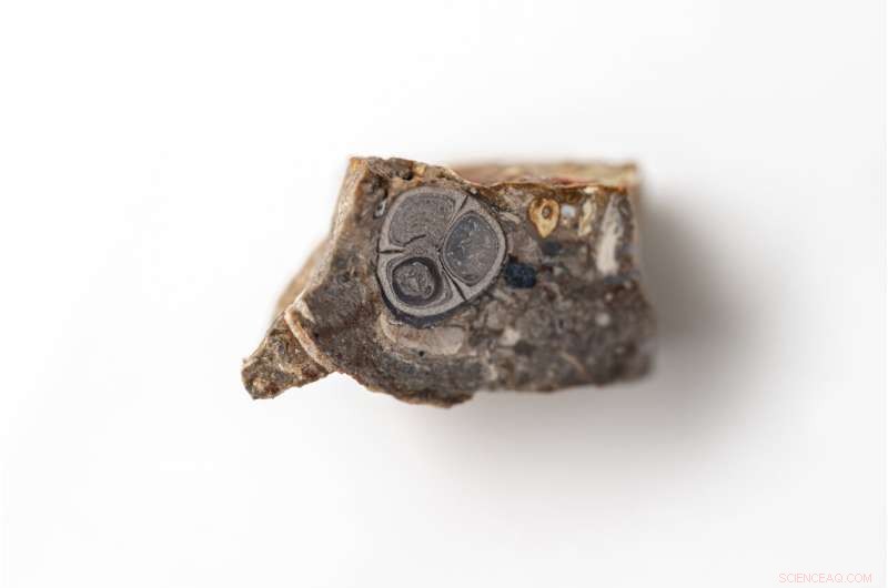 Fossilized Fruit from India s Deccan Traps Offers Clues to Dinosaur-Era Ecosystems