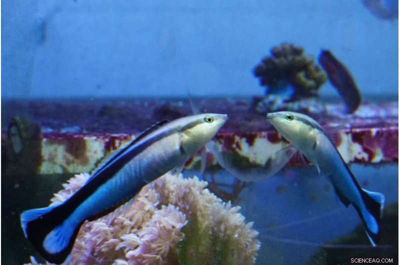 Fish Exhibit Self-Awareness: New Research on Mirror Self-Recognition