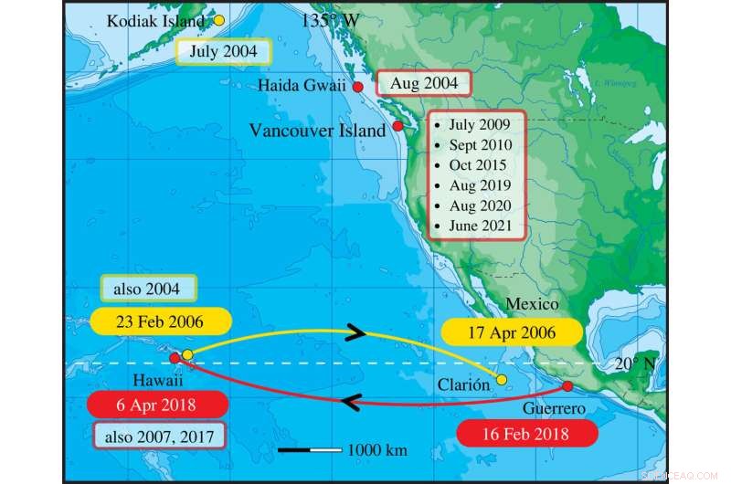 Rare Humpback Whale Migration: Sightings in Hawaii & Mexico