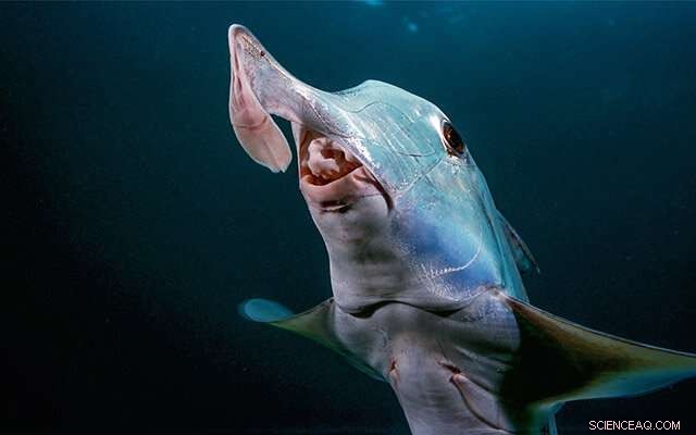 Elephant Sharks: Unlocking Insights into Human Progesterone Biology