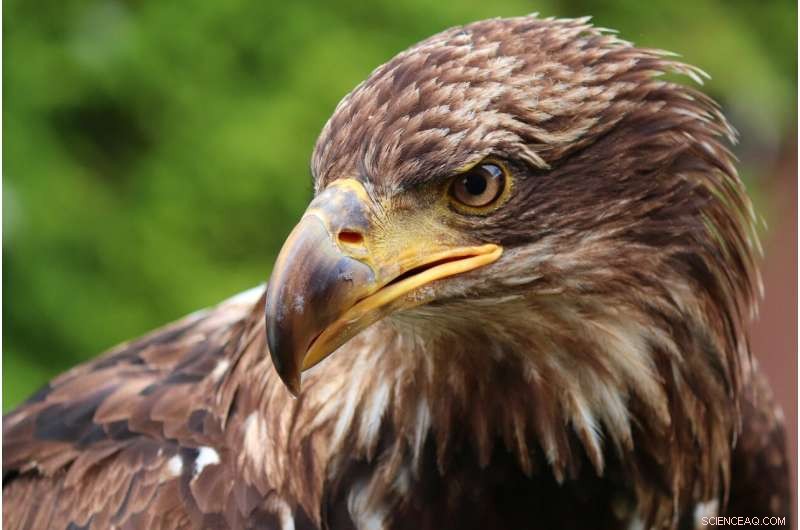 Lead Poisoning Threatens Bald Eagle Recovery: New Study
