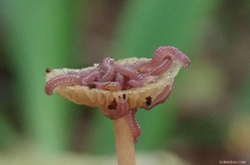 Millipede Feeding: How a Sucking Pump Helps Them Consume Liquid Food