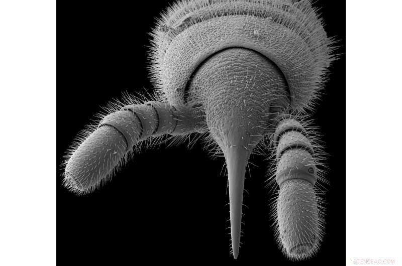 Millipede Feeding: How a Sucking Pump Helps Them Consume Liquid Food