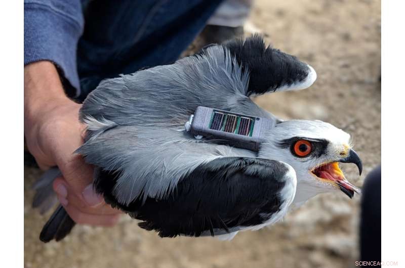 Tracking Wildlife with Big Data: Advancing Conservation Efforts