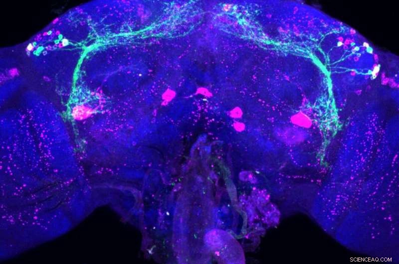 Temperature-Dependent Reproduction in Insects: A Novel Pest Control Target