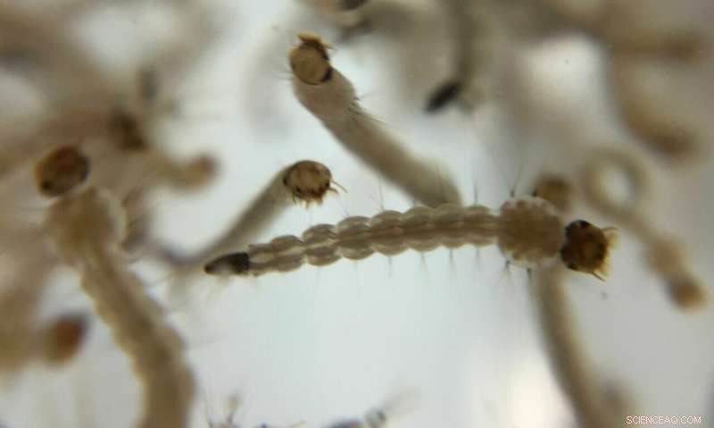 Mosquitoes Develop Pesticide Avoidance After Single Exposure - Scientific Reports