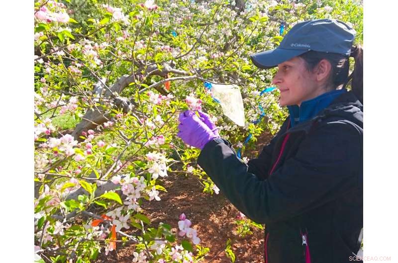 Antibiotic Use in Agriculture Impacts Bumblebee Cognition & Foraging