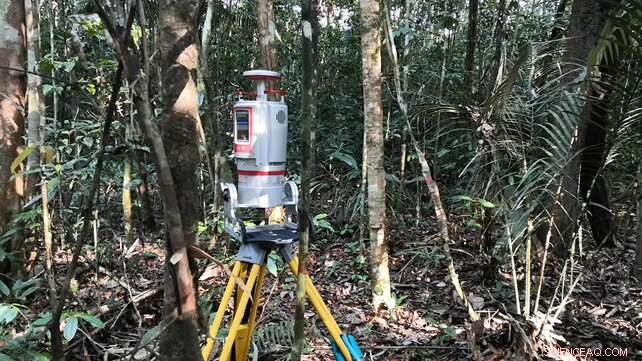 Amazon Forest Under Stress: High Temperatures Impact Tall Trees