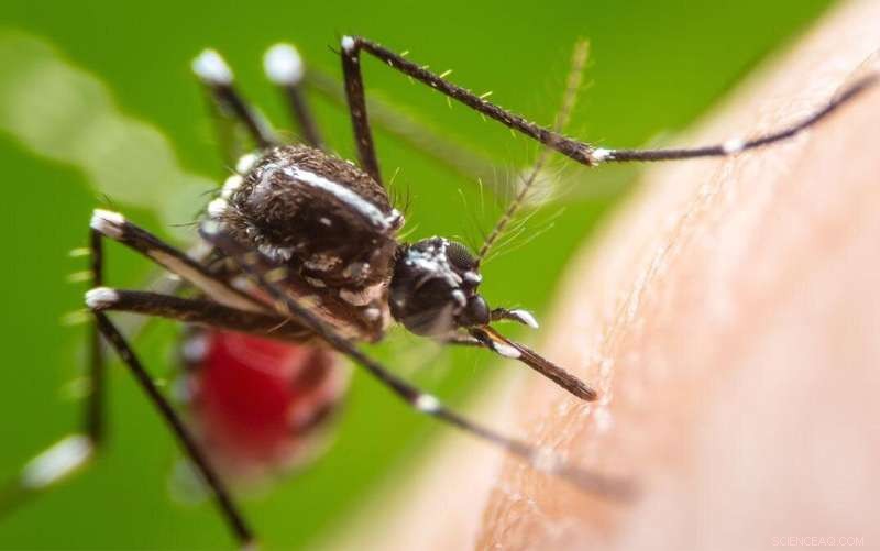 Flavonoids as Novel Larvicides: Targeting Mosquito Development to Combat Disease