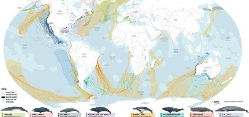 Whale Migration Map Reveals Growing Threats to Marine Life