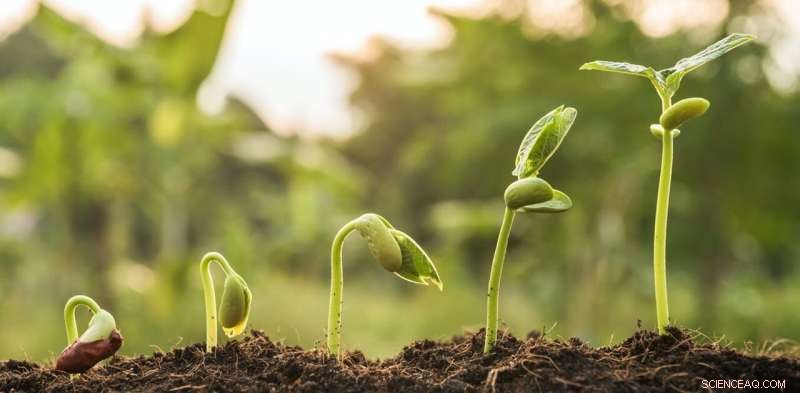 The Evolutionary Journey of Plants: Adapting to Life on Land