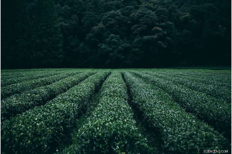 CROPSR: Accelerating Crop Improvement Through Genetic Discovery