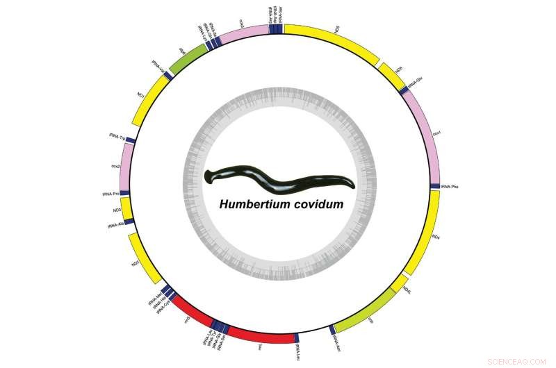 Humbertium covidum: New Flatworm Species Discovered in France - Origin and Details
