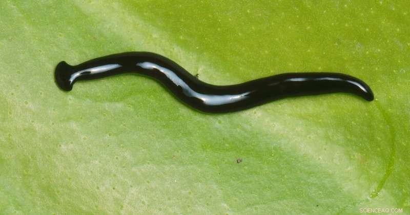 Humbertium covidum: New Flatworm Species Discovered in France - Origin and Details