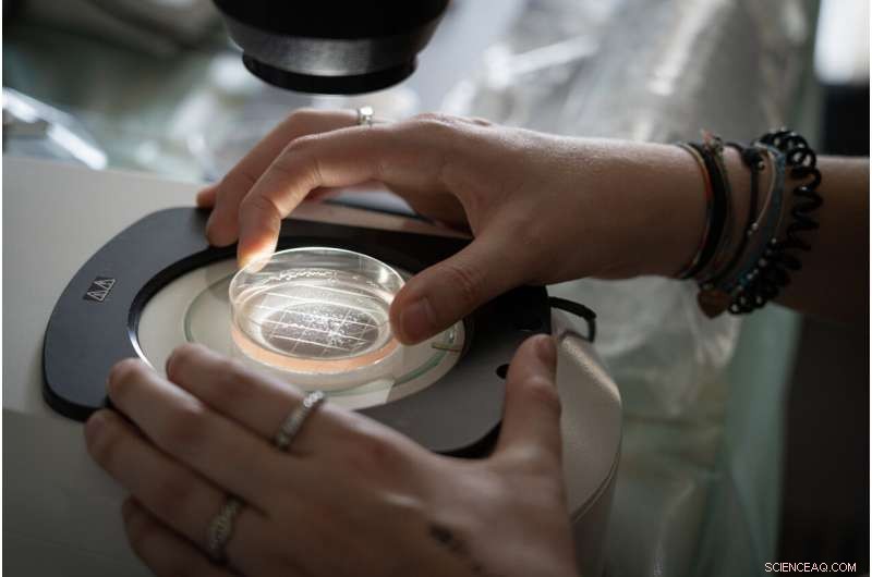 Northern White Rhino Conservation: 2 New Embryos Created by BioRescue