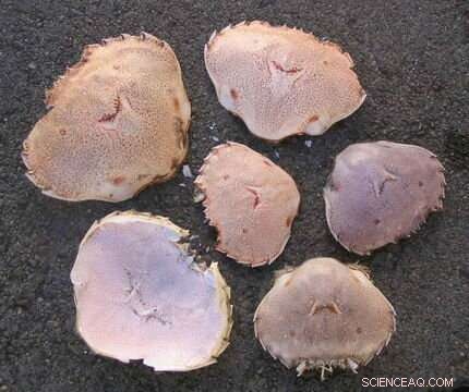 Monitoring Marine Life with Underwater Sounds: The Global Library of Underwater Biological Sounds (GLUBS)