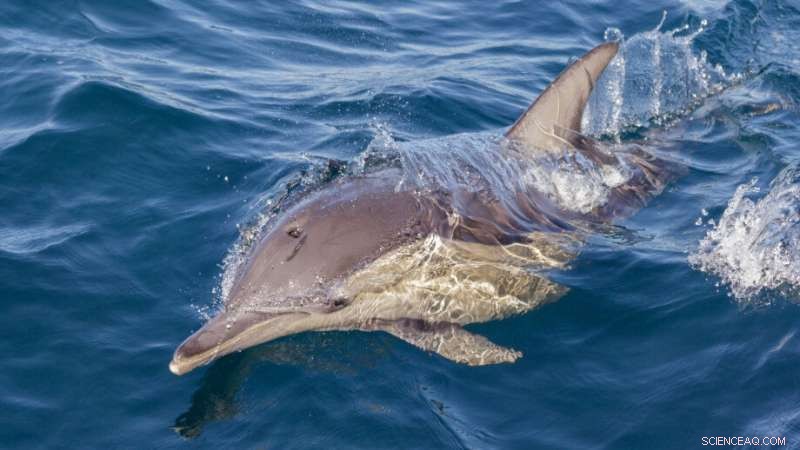Decoding Dolphin Communication: The Power of Music