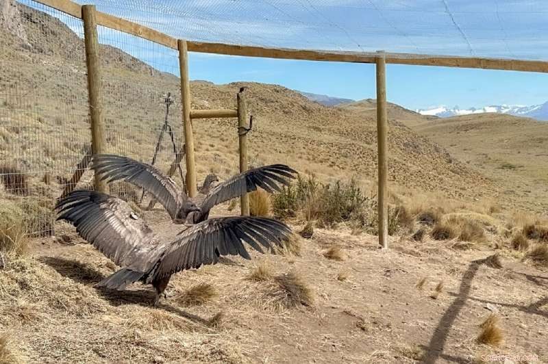 Chilean Condors Return to the Wild After Successful Rehabilitation