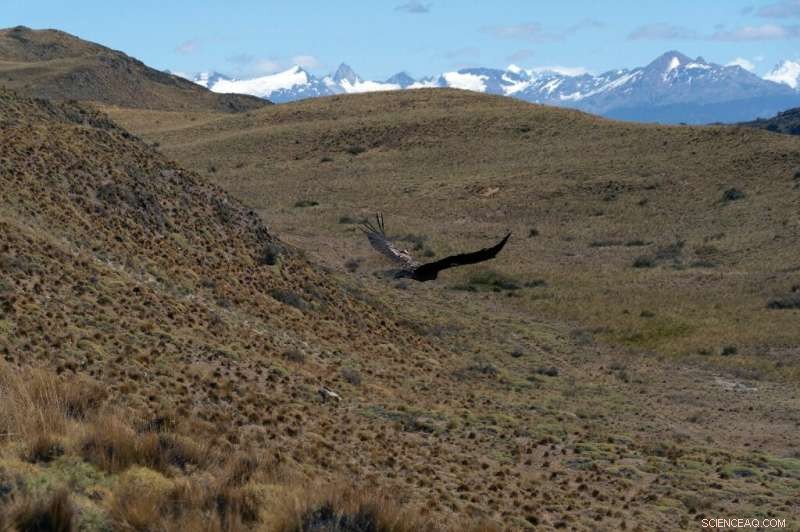 Chilean Condors Return to the Wild After Successful Rehabilitation