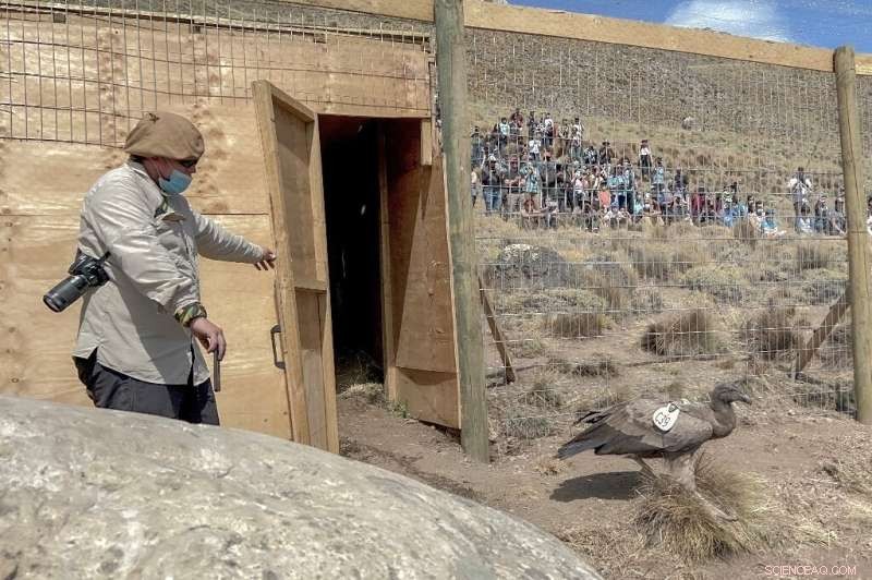 Chilean Condors Return to the Wild After Successful Rehabilitation