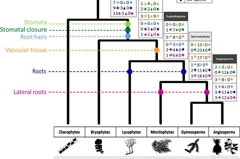 Plant Evolution: Uncovering How Plants Conquered Land 500+ Million Years Ago