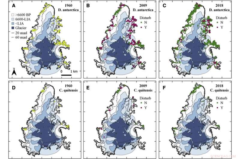 Antarctic Flowering Plants Expanding Rapidly Due to Warming Temperatures