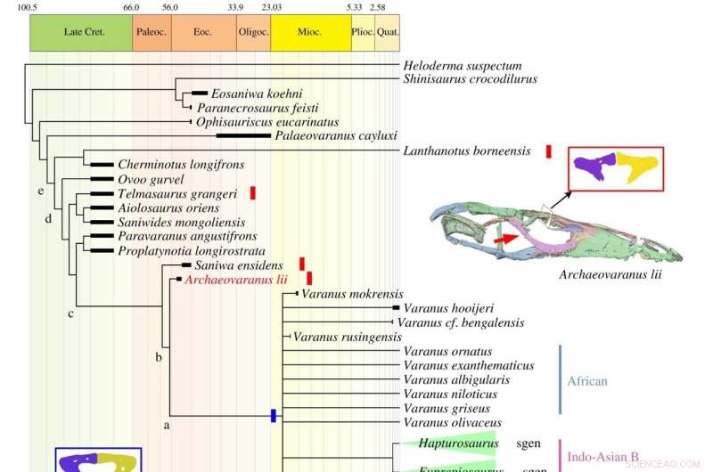New Fossil Evidence Confirms Asian Origin of Monitor Lizards