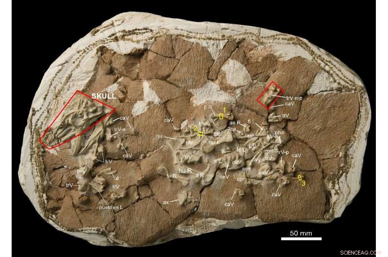 New Fossil Evidence Confirms Asian Origin of Monitor Lizards