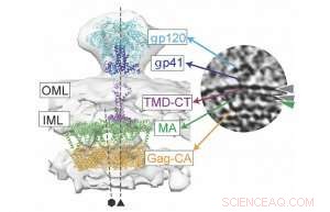 New HIV Structure Reveals Key Insights for Treatment & Prevention