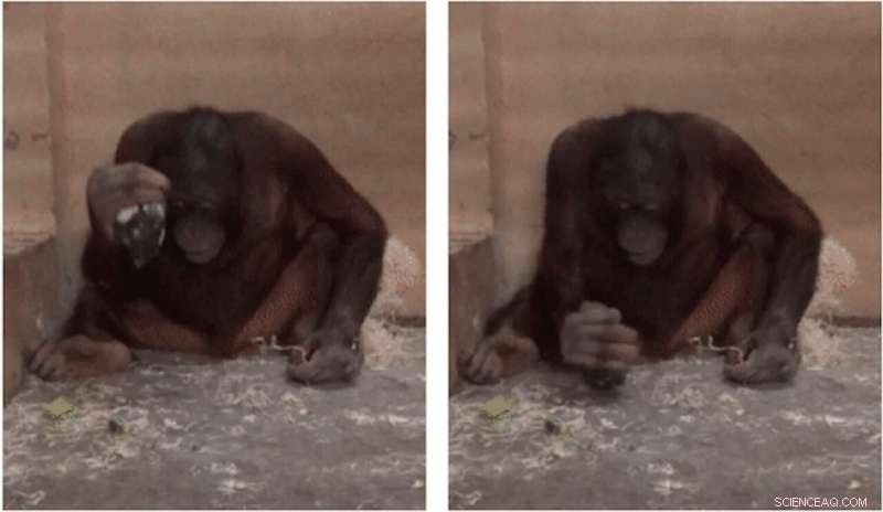 Orangutan Tool Use: Instinctive Hammering and Stone-Cutting Behavior