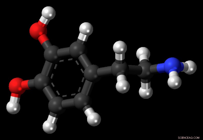 Brain Acetylcholine Receptor Activation May Reduce Cocaine Use: A New Research Breakthrough