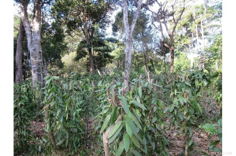 Sustainable Vanilla Cultivation: Benefits for People & Ecosystems