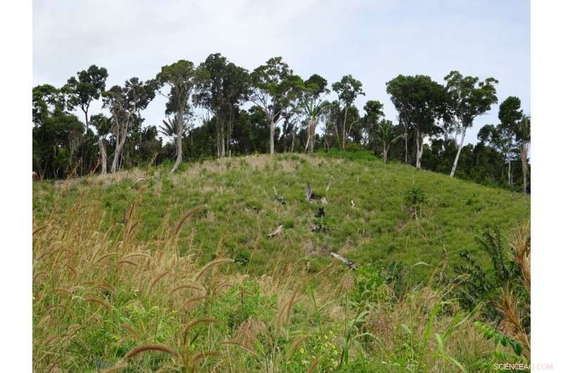 Sustainable Vanilla Cultivation: Benefits for People & Ecosystems