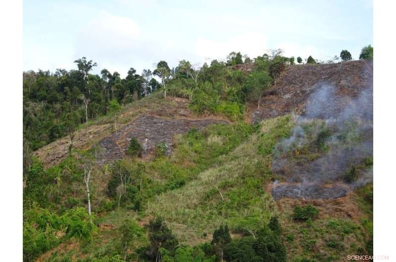 Sustainable Vanilla Cultivation: Benefits for People & Ecosystems