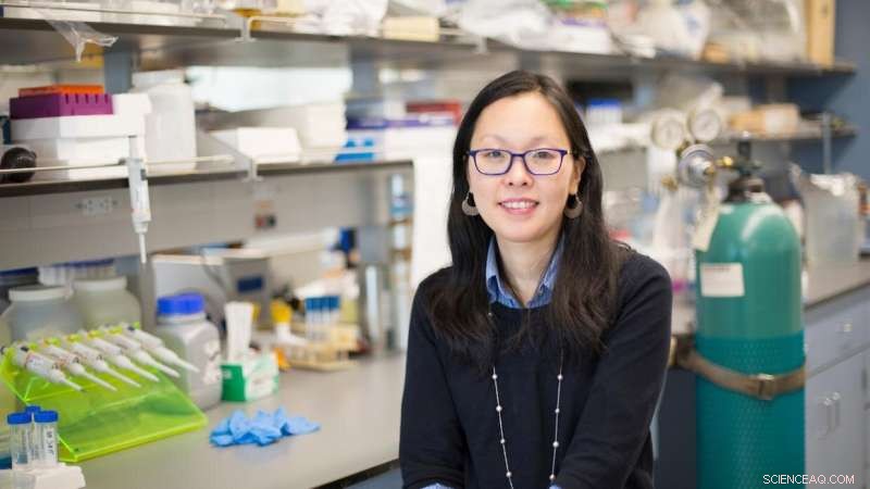 Advanced Protein Gels for Biomedical Innovation | NYU Tandon