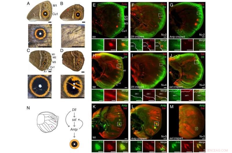 Gene Network Regulates Patterning in Butterflies: Insights from Eyespot Research
