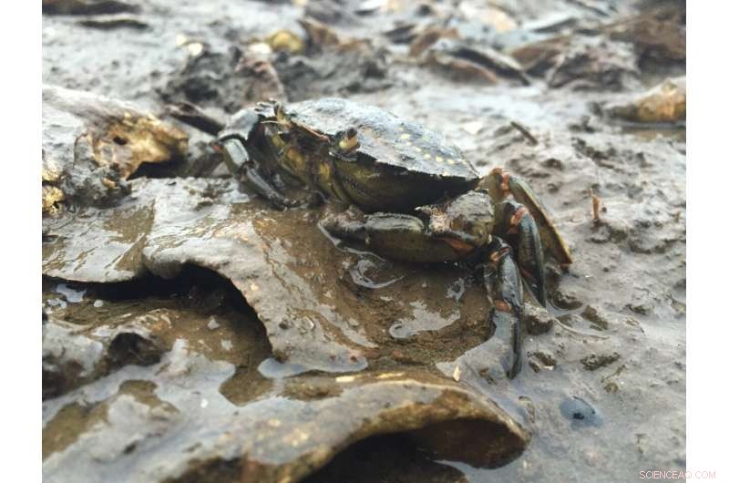 eDNA Technology: Early Detection of Invasive Green Crabs