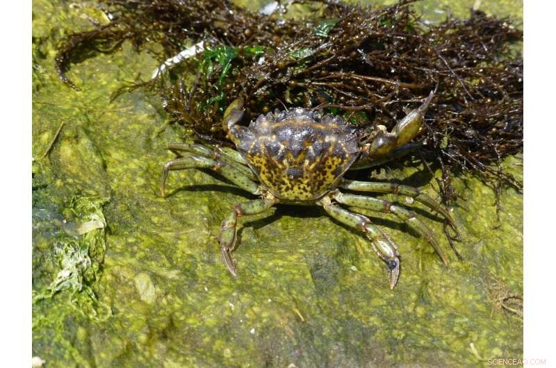 eDNA Technology: Early Detection of Invasive Green Crabs