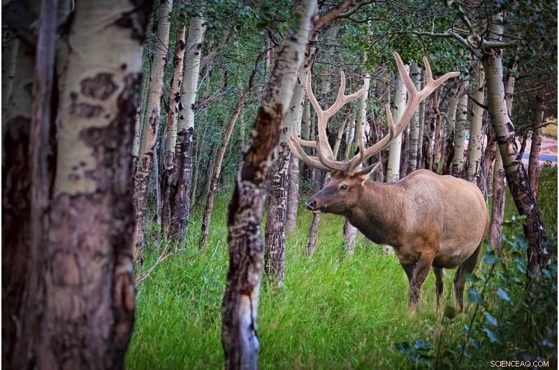 Elk Adaptability: Study Reveals Clever Strategies in Utah