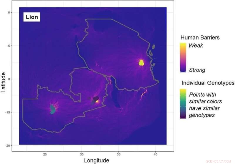 African Wild Dogs: Adapting to Human Impact & Competition