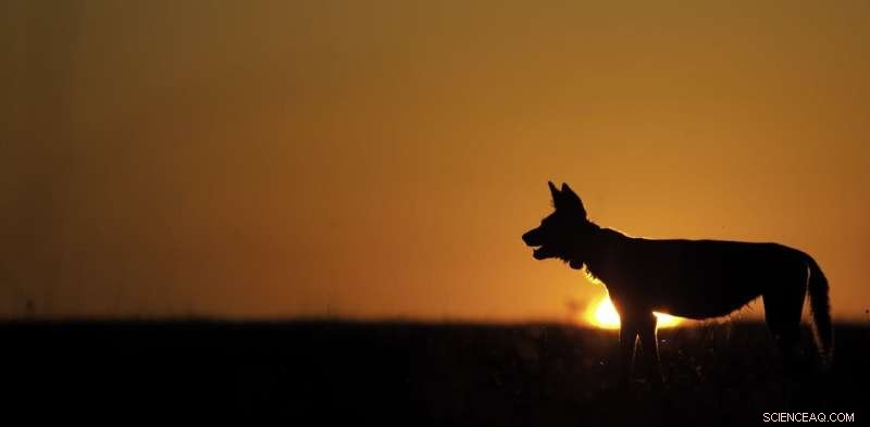 African Wild Dogs: Adapting to Human Impact & Competition