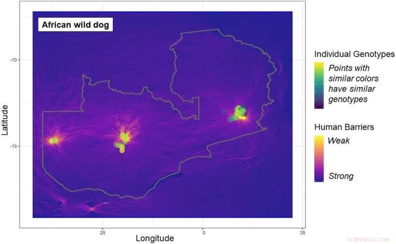 African Wild Dogs: Adapting to Human Impact & Competition