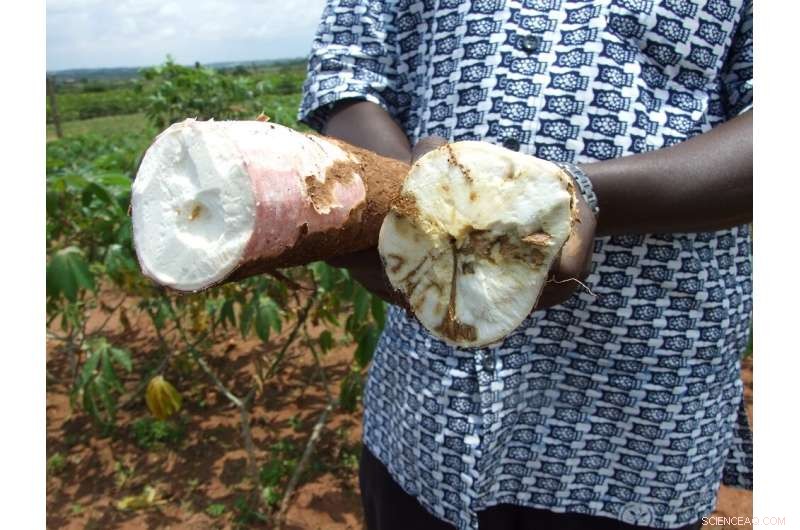 Ghana: Invasive Plant Species Threatening Agriculture & Biodiversity