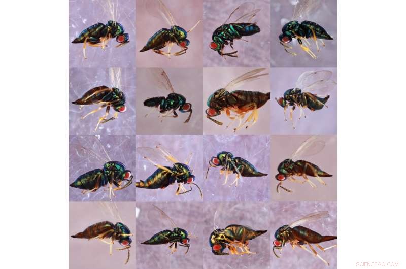Hidden Diversity: Ormyrus labotus - 16 Wasp Species Discovered