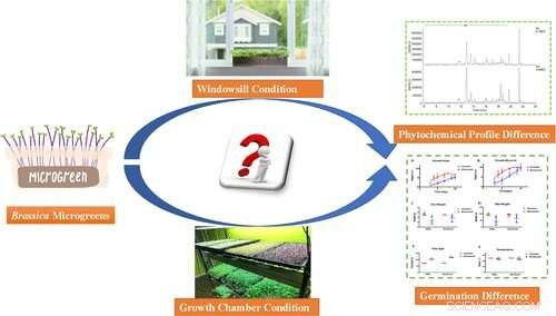 Nutritional Value of Broccoli & Kale Microgreens: How Growing Conditions Impact Content