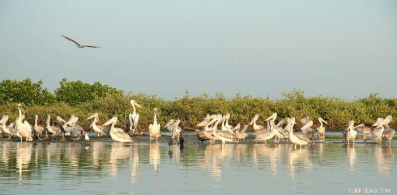 Understanding Biocultural Diversity: Importance & Examples