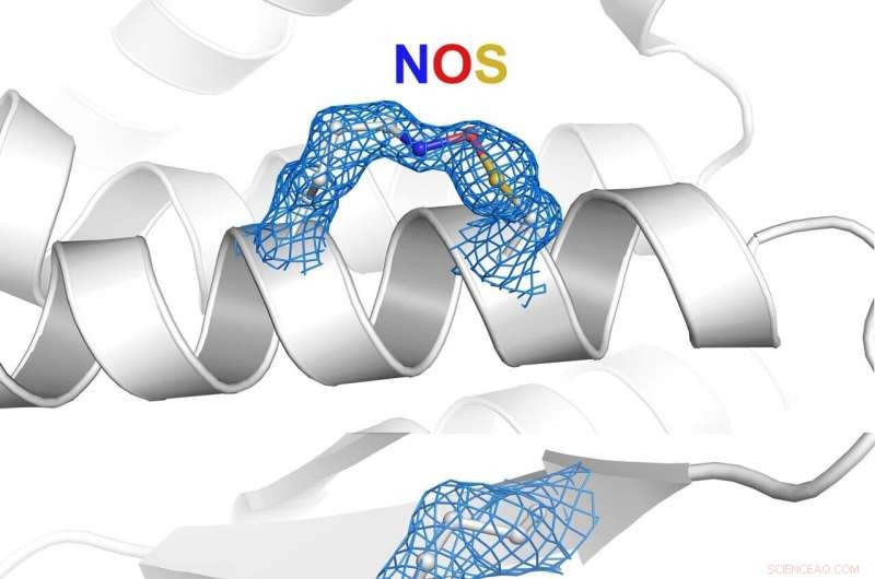 Nitrogen-Oxygen-Sulfur (NOS) & Sulfur-Oxygen-Nitrogen-Oxygen-Sulfur (SONOS) Proteins: Key to Life s Processes