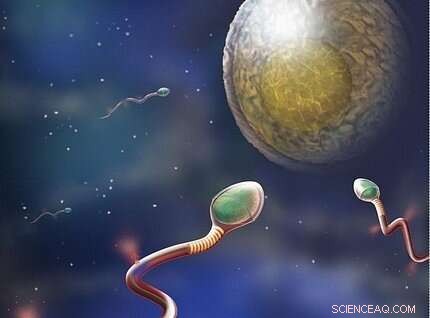 UNESP Researchers Identify Novel Targets for Male Contraceptives
